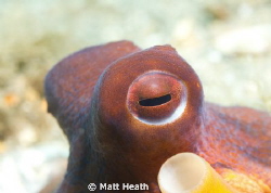 Octopus Eye by Matt Heath 